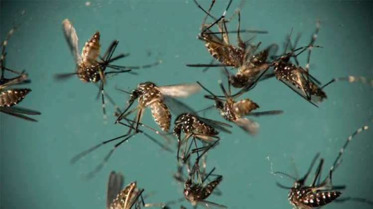 Aedes aegypti,mosquito transmissor da dengue