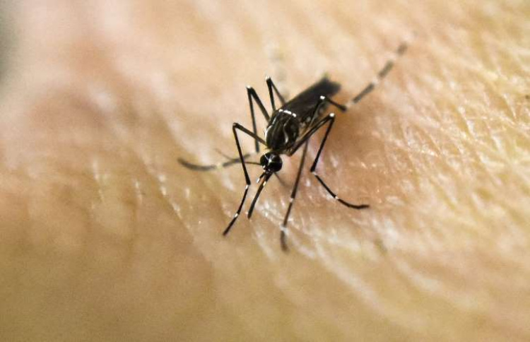 A febre amarela é transmitida pela picada dos mosquitos transmissores infectados. A transmissão de pessoa para pessoa não existe.