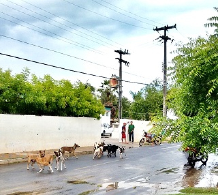 Animais soltos livremente em frente ao Hospital José Furtado de Mendonça/Rua Coletor José de Araújo