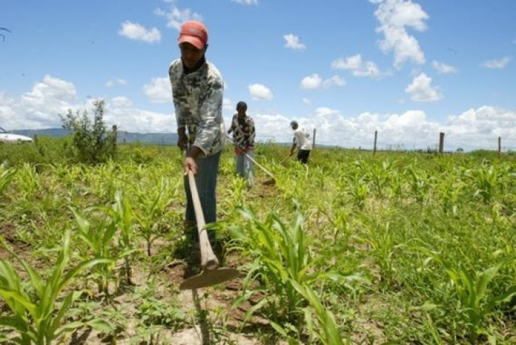 Agricultores familiares