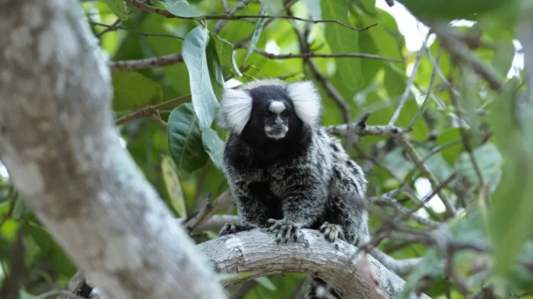 Sagui encontrado morto com vírus da raiva no interior do Piauí — Foto: iNaturalist / Jonas Konicek