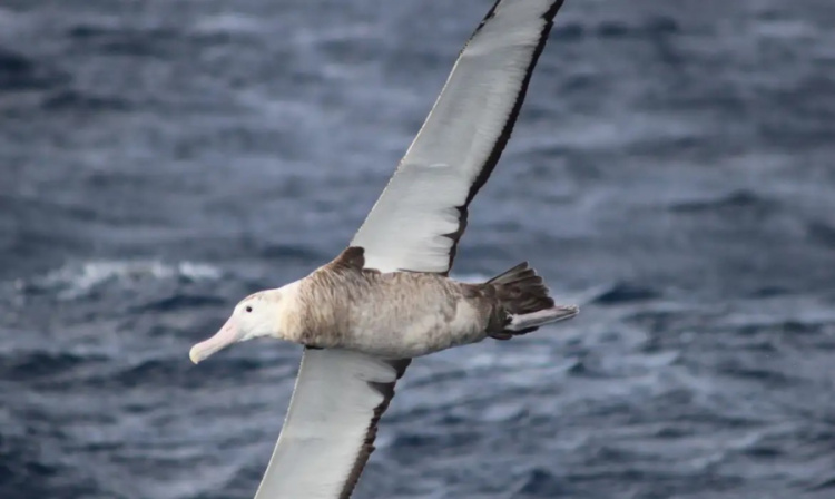 Foto: Dimas Gianuca/Projeto Albatroz