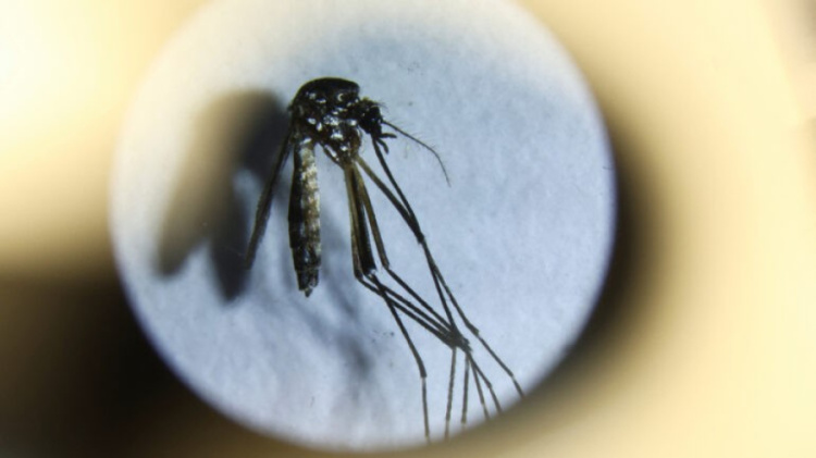 Um mosquito Aedes aegypti  Foto: REUTERS/Agustin Marcarian