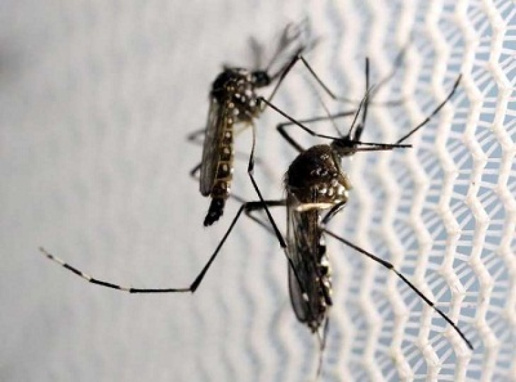 Mosquitos Aedes aegypti vistos em laboratório de Campinas